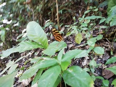 Mechanitis lysimnia utemaia