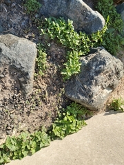 Chenopodiastrum murale