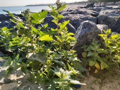 Chenopodiastrum murale