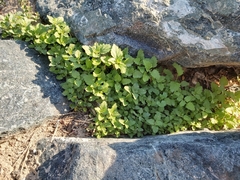 Chenopodiastrum murale