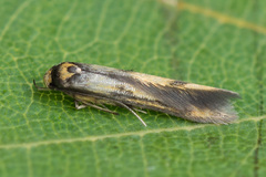 Stathmopoda pedella