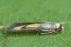 Stathmopoda pedella