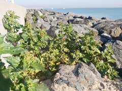 Chenopodiastrum murale