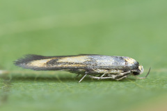 Stathmopoda pedella