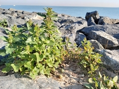 Chenopodiastrum murale