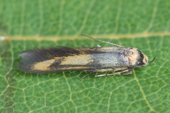 Stathmopoda pedella