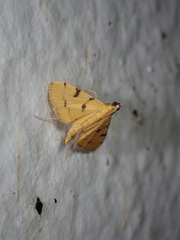 Dichocrocis