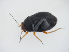 Strongylocoris leucocephalus