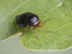 Strongylocoris leucocephalus