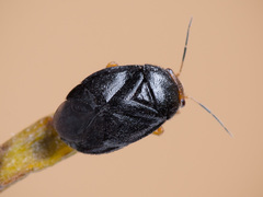 Strongylocoris leucocephalus