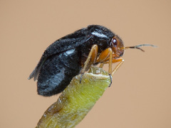 Strongylocoris leucocephalus