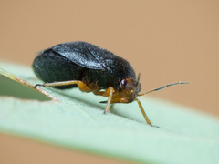Strongylocoris leucocephalus