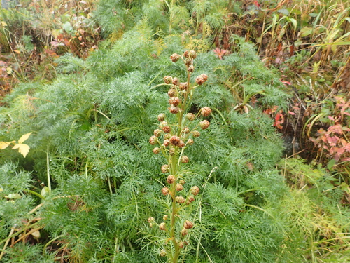 Artemisia sinanensis iNat (2)