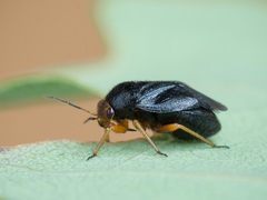 Strongylocoris leucocephalus