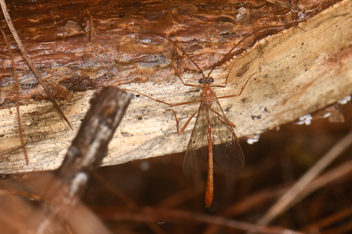 Enicospilus braunsii