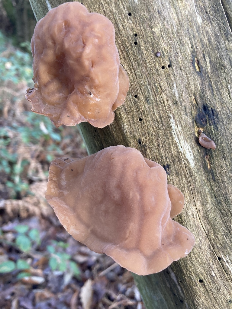 Auricularia auricula-judae · November 2025 · photo: © nick37158 (iNaturalist, cc-by)