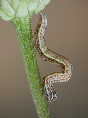 Rusvasis dobilinukas nuotrauka