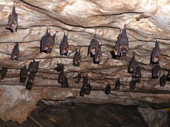 Hipposideros larvatus