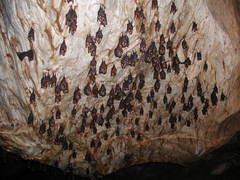 Hipposideros larvatus