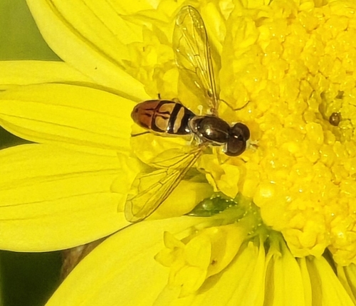 Unknown species found near Savannah, TN 38372, USA