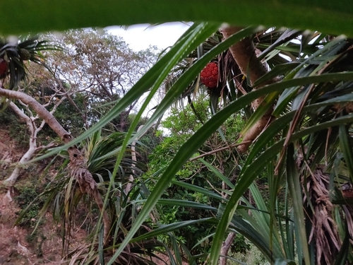 Pandanus odoratissimus iNat (3)