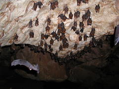 Hipposideros larvatus