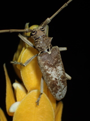 Acalolepta rusticatrix