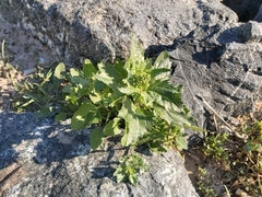 Chenopodiastrum murale