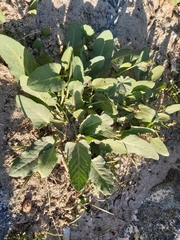 Rumex spinosus