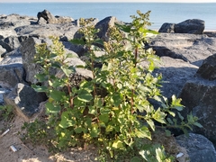 Chenopodiastrum murale