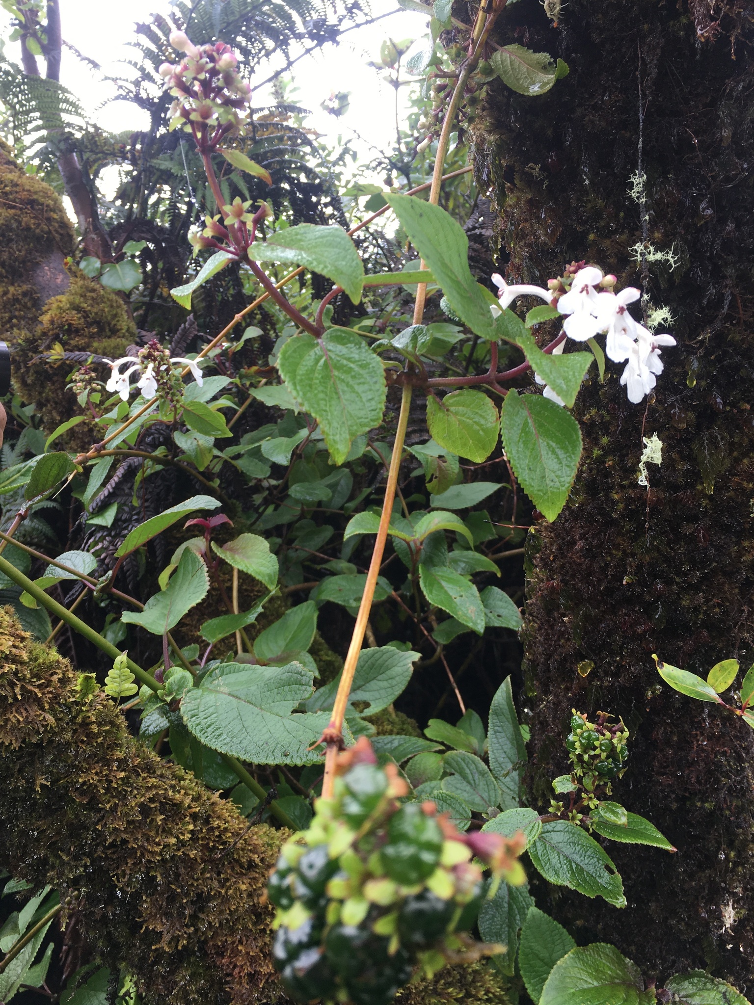 Phyllostegia mollis