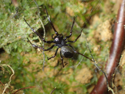 Perania coryne