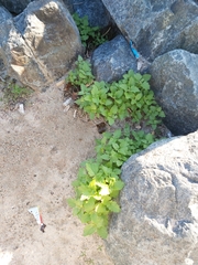 Chenopodiastrum murale