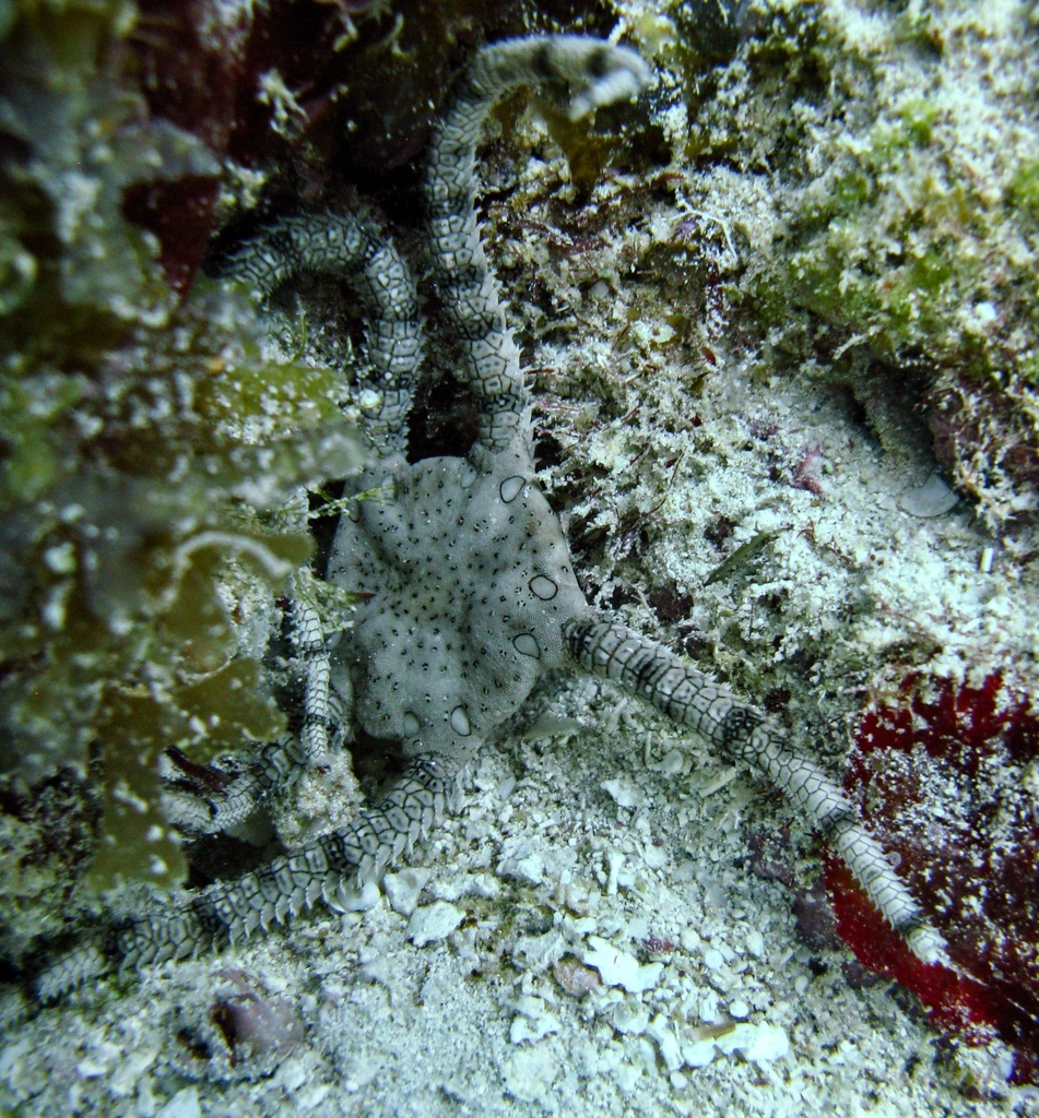 chocolate brittle star