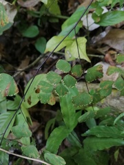 Adiantum amplum