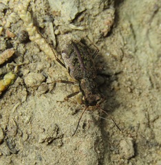 Neocicindela parryi