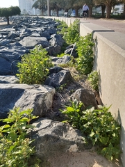 Chenopodiastrum murale