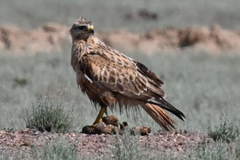 Long-Legged Buzzard photo 3