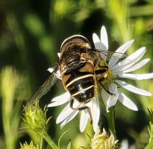 Unknown species found near Corinth, MS 38834, USA