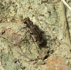 Neocicindela parryi