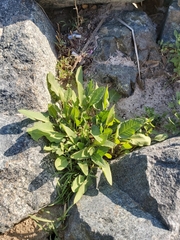 Rumex spinosus