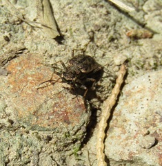Neocicindela parryi