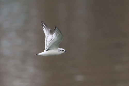 Little Gull｜小鸥 参考照片