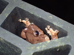 Metaphrynella pollicaris