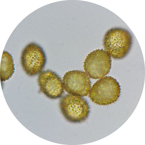 Microbryum davallianum observed 2025-11-15