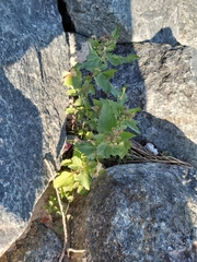 Chenopodiastrum murale