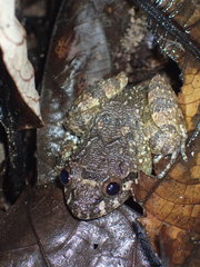 Limnonectes deinodon