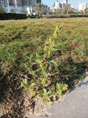 Chenopodiastrum murale