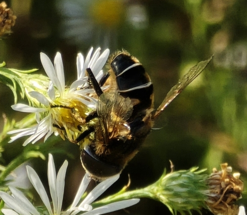 Unknown species found near Corinth, MS 38834, USA