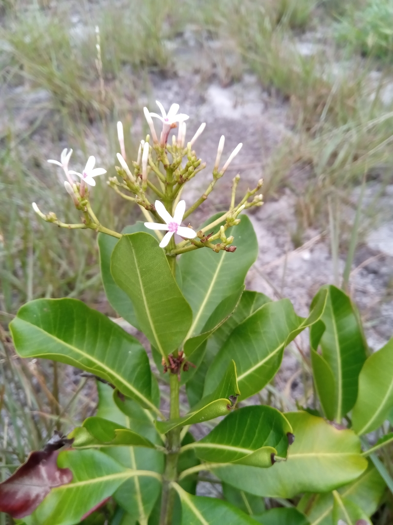 Craspidospermum verticillatum